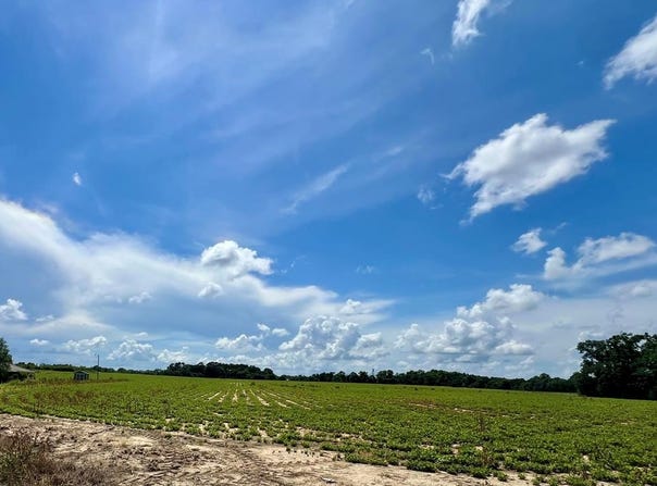 000 36 Acres Rice Road, Taylor, AL 36301
