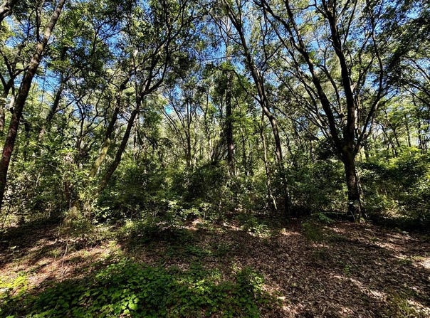 NW Little Cat Road, Madison, FL 32340