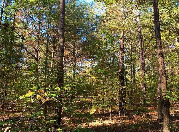 Lot 2 Judkins Road, Cecil, AL 36013