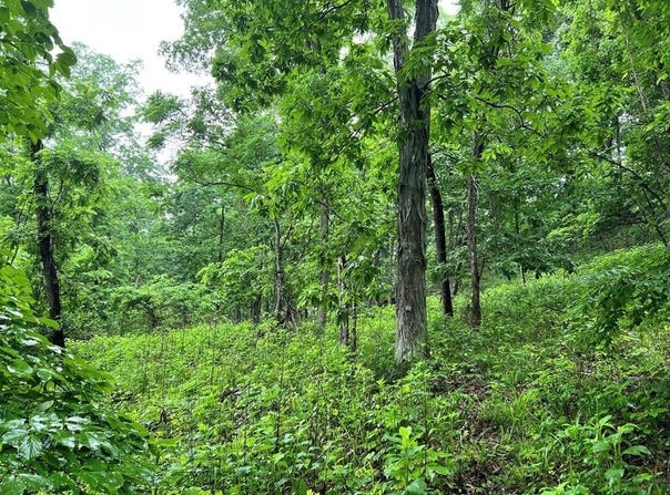 Little Cat Fork Road, Louisa, KY 41240