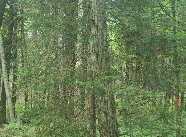 US-131, SW, Kalkaska, MI 49646