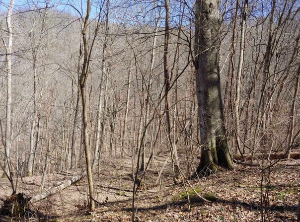 0 Birch Hollow Road, Stanton, KY 40380