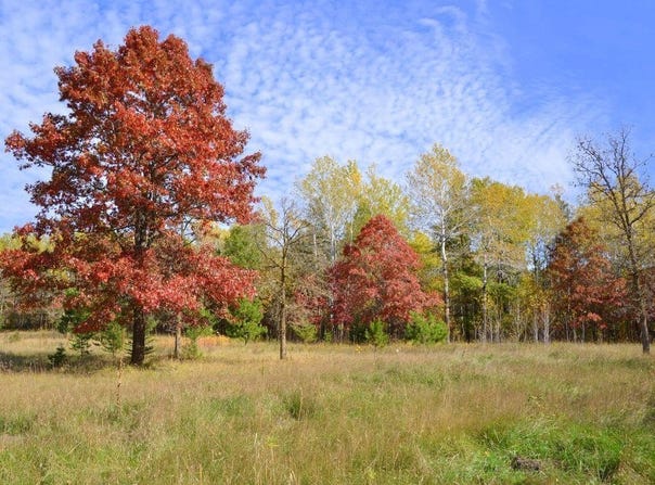 Grant Street, Park Rapids, MN 56470