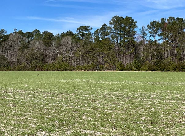 6005 Old Salkehatchie Rd, Early Branch, SC 29916