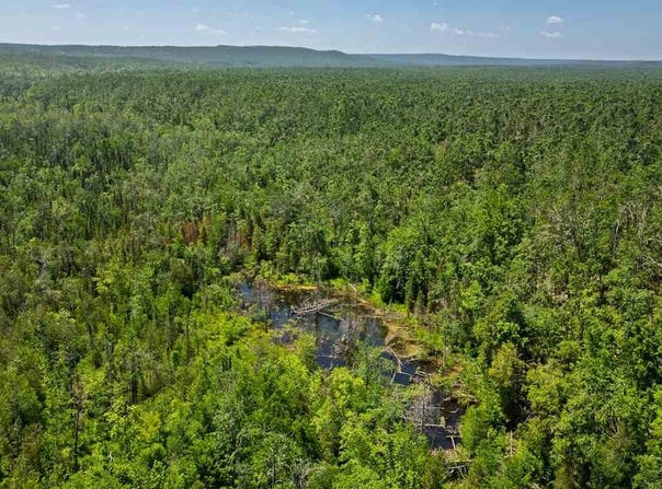 1133 W Thumb Lake, Vanderbilt, MI 49795