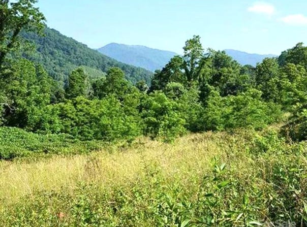 Split Pine Cove, Clyde, NC 28721