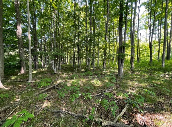 17+Acres Marsh Rd, Kingsley, MI 49649