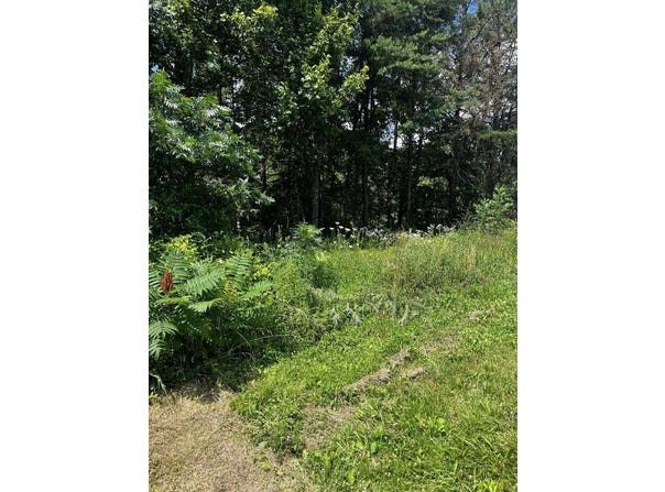 0 Lot 38 Turkey Ridge Road, Wellington, KY 40387