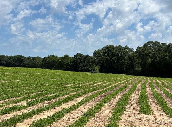 COUNTY ROAD 13 (84+- ACRES), Headland, AL 36345
