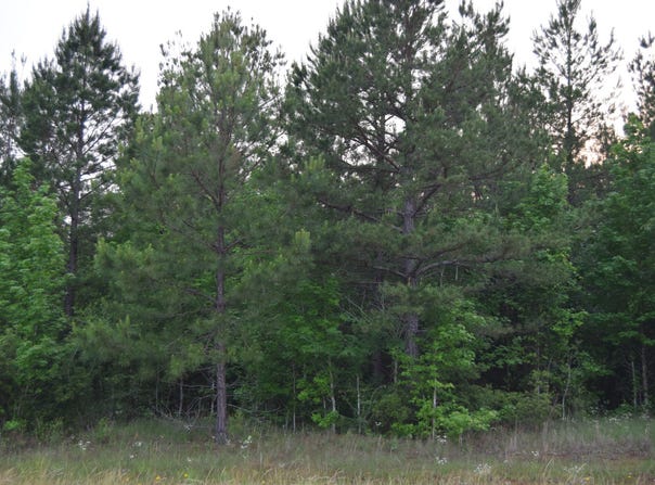 #1 Ryans Way, Minden, LA 71055