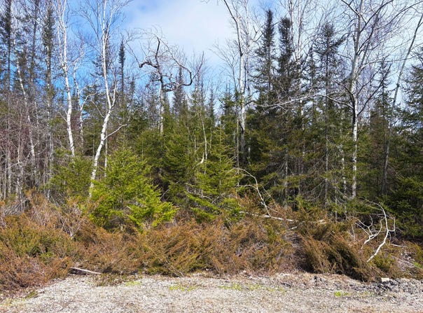 Sylvan Court lot: 48 & 49, Presque Isle, MI 49777