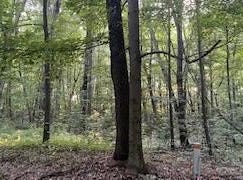5565 Romeyn Woods, Middleville, MI 49333