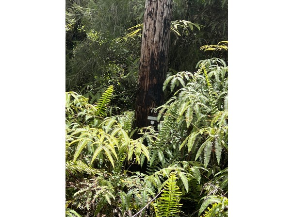ROAD 4 (IO KEA), Mountain View, HI 96760