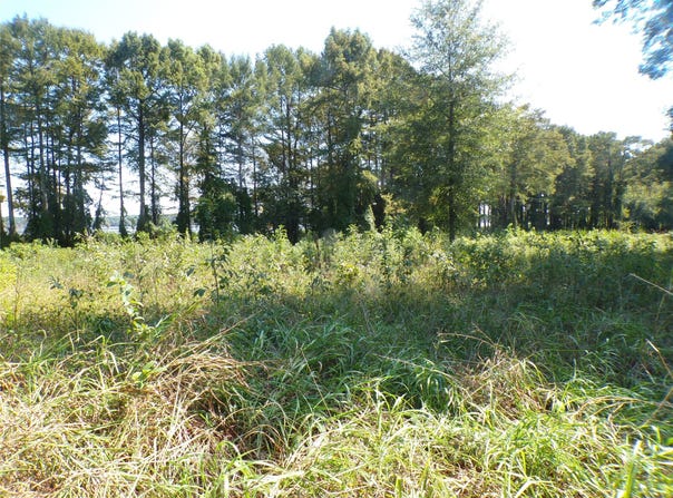 Collier Trail, Lewisville, AR 71845