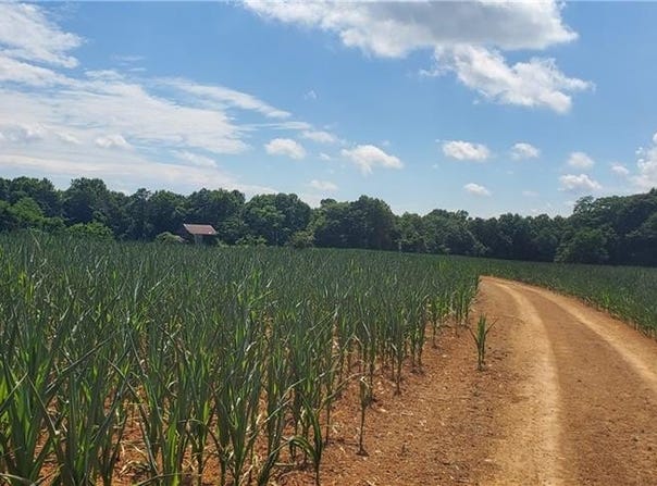 429 Harbour Lane, Dobson, NC 27017