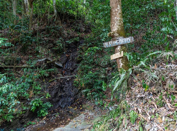 Tabonuco, Sabana Grande, PR 00637