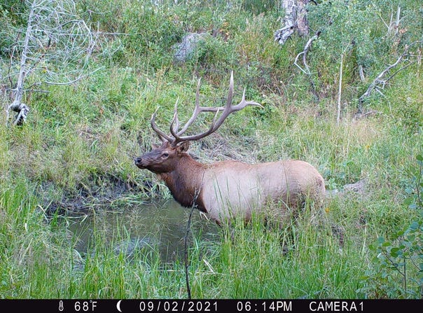 TBD Old Flowers Road, Bellvue, CO 80512