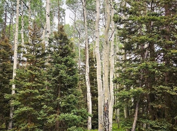 390 Rim Road, Cimarron, CO 81220