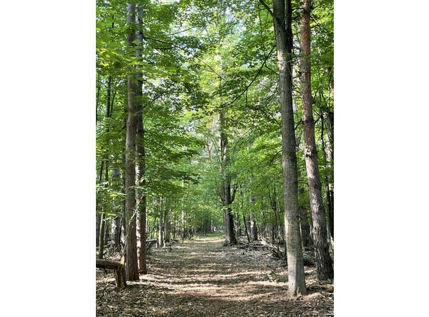 Mortimer Line Road, Croswell, MI 48422