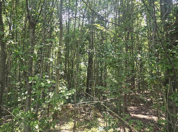 517 3rd Street SW, Sylvania, AL 35988