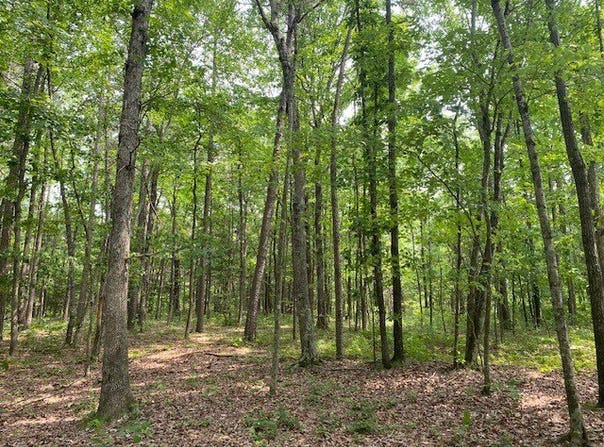 505 Yates Lane, Tumbling Shoals, AR 72546