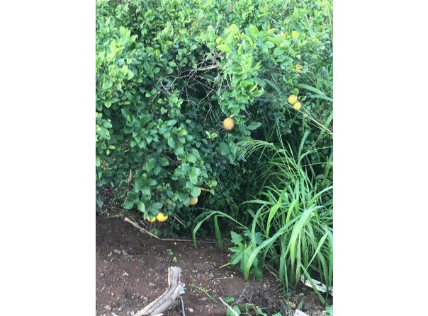 94-1100 KUNIA Road, Waipahu, HI 96797