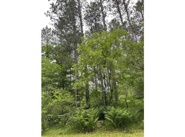 BURNT PINE Road, LAKEWOOD, WI 54138