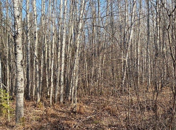 Near Maple Road, Phillips, WI 54555