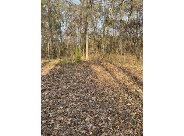 Sheriff Bailey Rd, Goldonna, LA 71031