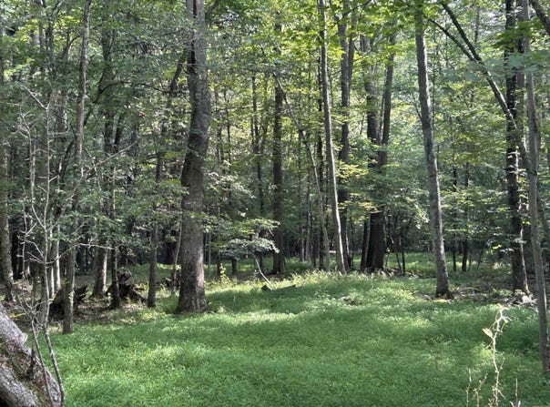00 Bonner Mountain Road, Davis, WV 26260