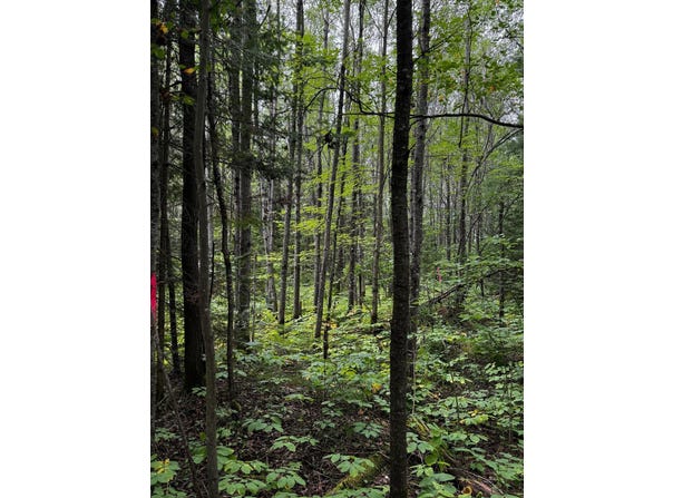 Pinelake PINE LAKE RD, Minocqua, WI 54548