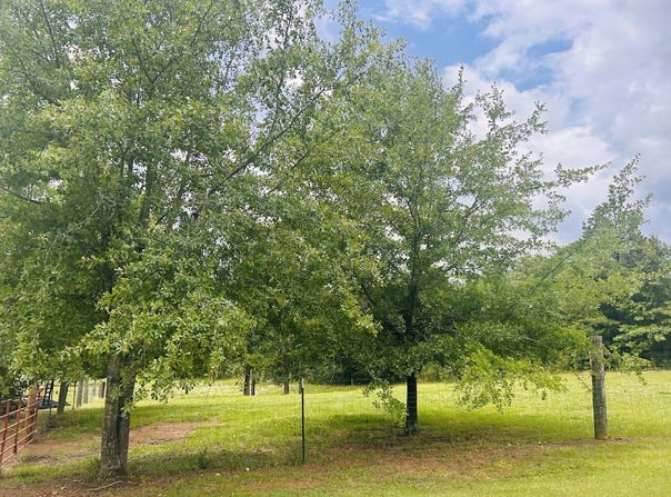 0 Draper Road, Talladega, AL 35160