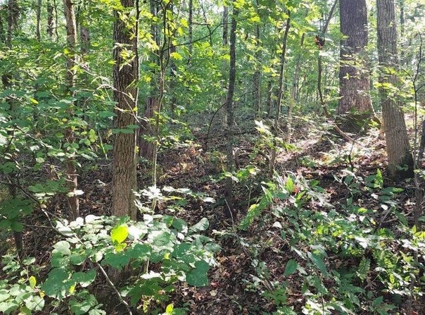 21S-1A Lot 56 and 57, Doniphan, MO 63935