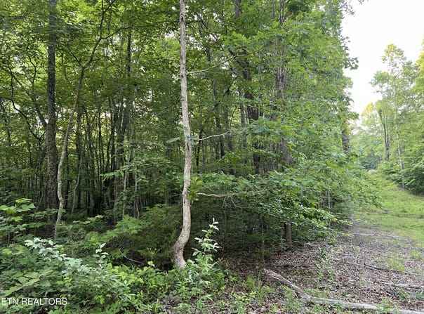 Carson Town Rd, Sunbright, TN 37872
