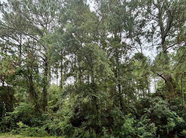 728 Bear Creek Drive, Gulf Shores, AL 36542