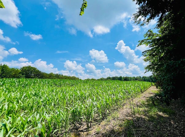 81 Shearer Cemetery Ln, Columbia, KY 42728
