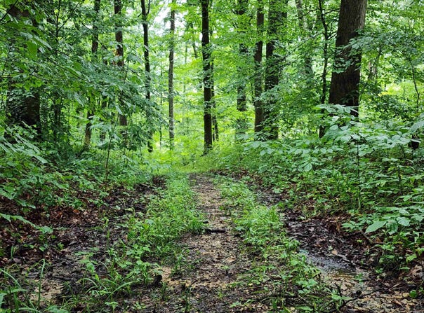 TBD State Road 54, Springville, IN 47462