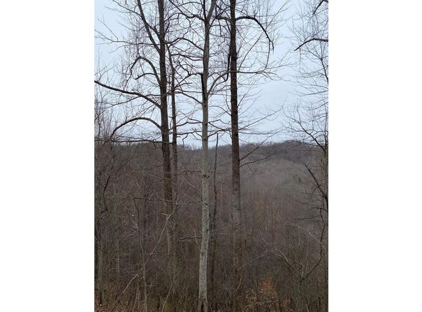Alsept Fork Road (Map #: 008-00-00-014), Salyersville, KY 41465