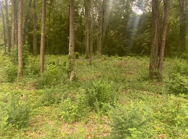 706 South ST, WAYNESBORO, MS 39367