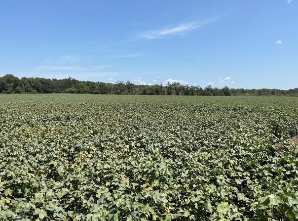 792 CR 351, GREENWOOD, MS 38930