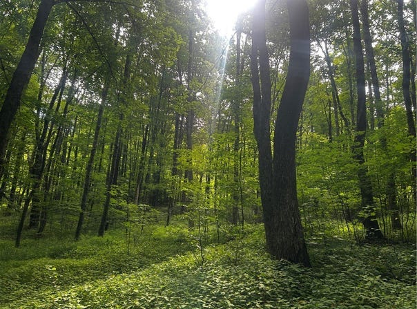 Ivan Mereness Road, Decatur, NY 12197