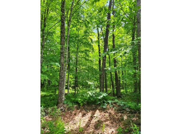 00 N Olson Rd, Hayward, WI 54843