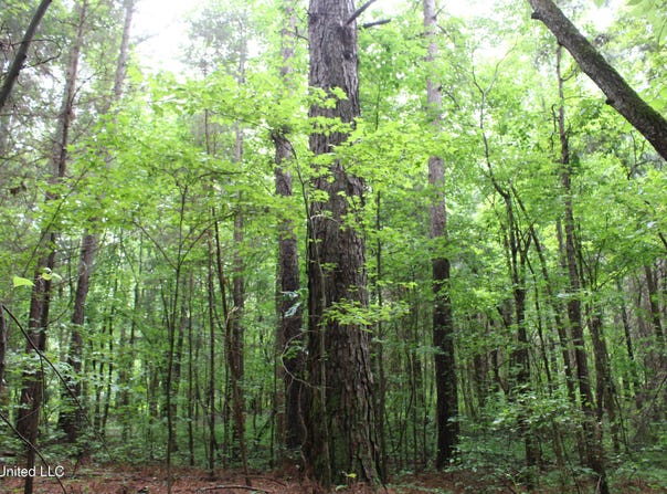 600 Jessie'S Road, Michigan City, MS 38647