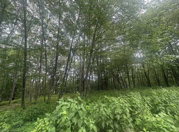 153 Windflower Drive lot: 153 Bern Section, Terra Alta, WV 26764