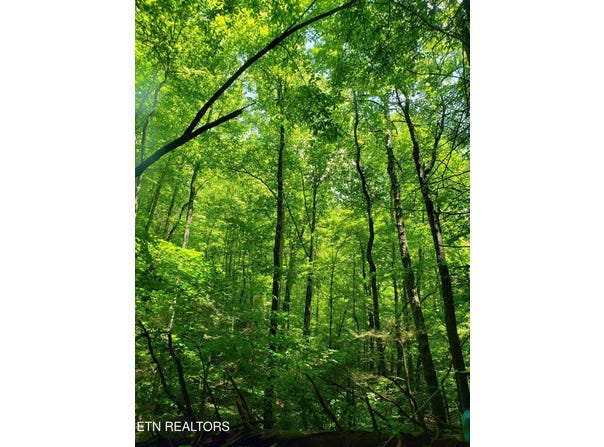Watson Branch Lane, Speedwell, TN 37870