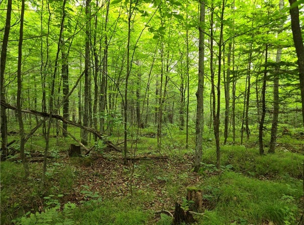 Lot 31 & 32 Woodcrest Drive, Cable, WI 54821
