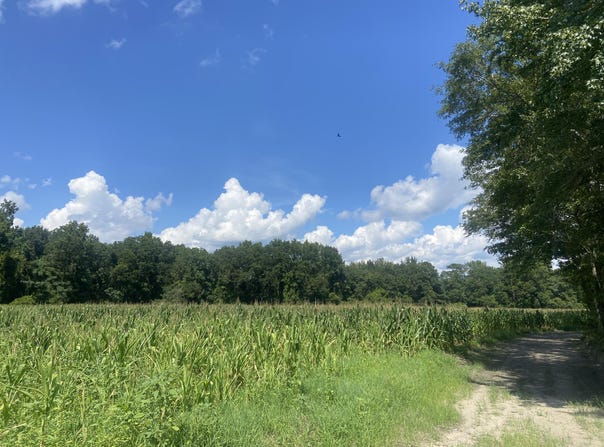 Muller Drive, Manning, SC 29102