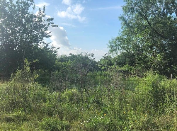 Anaqua, Beeville, TX 78102