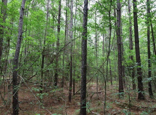 TBD Slay Rd., Olla, LA 71465