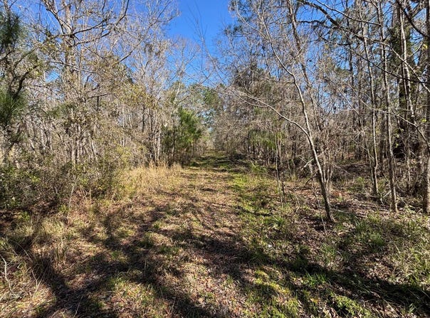 001 Brushy Hammock, Mayo, FL 32066